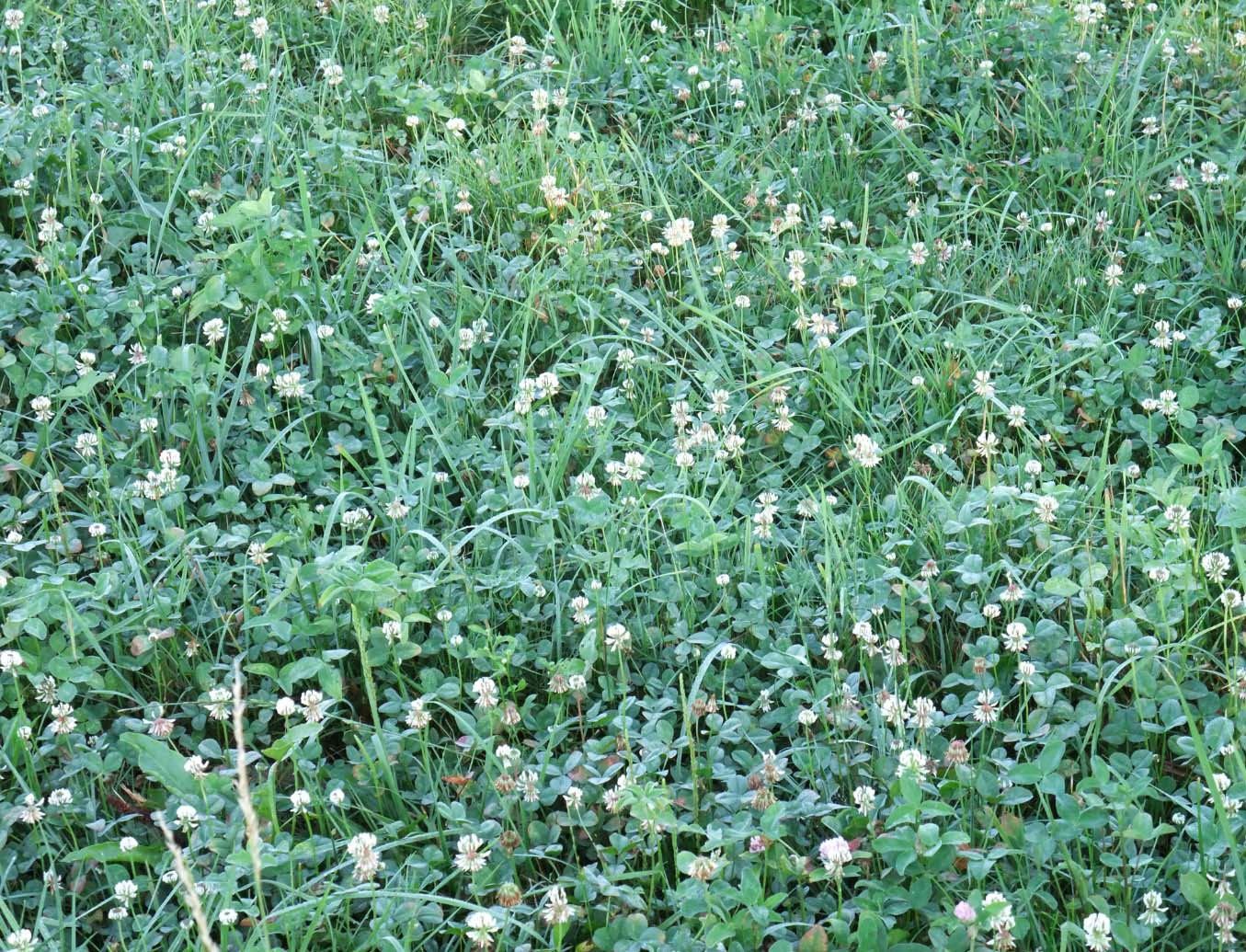 crop