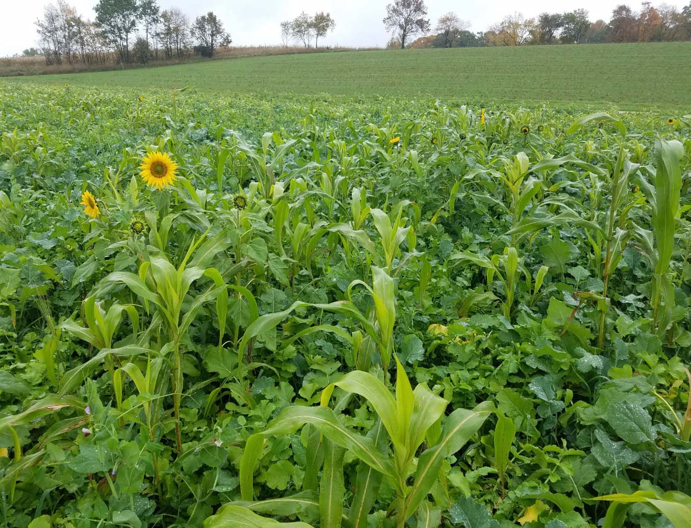 sun flowers field