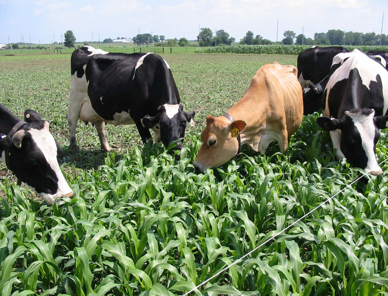 cows in field