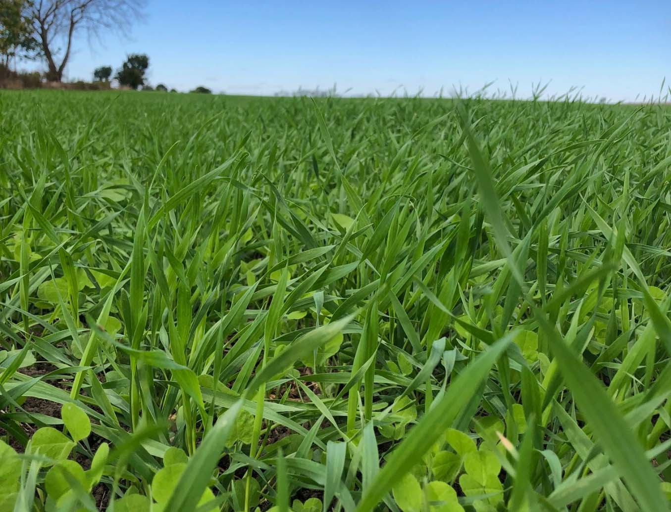 crop