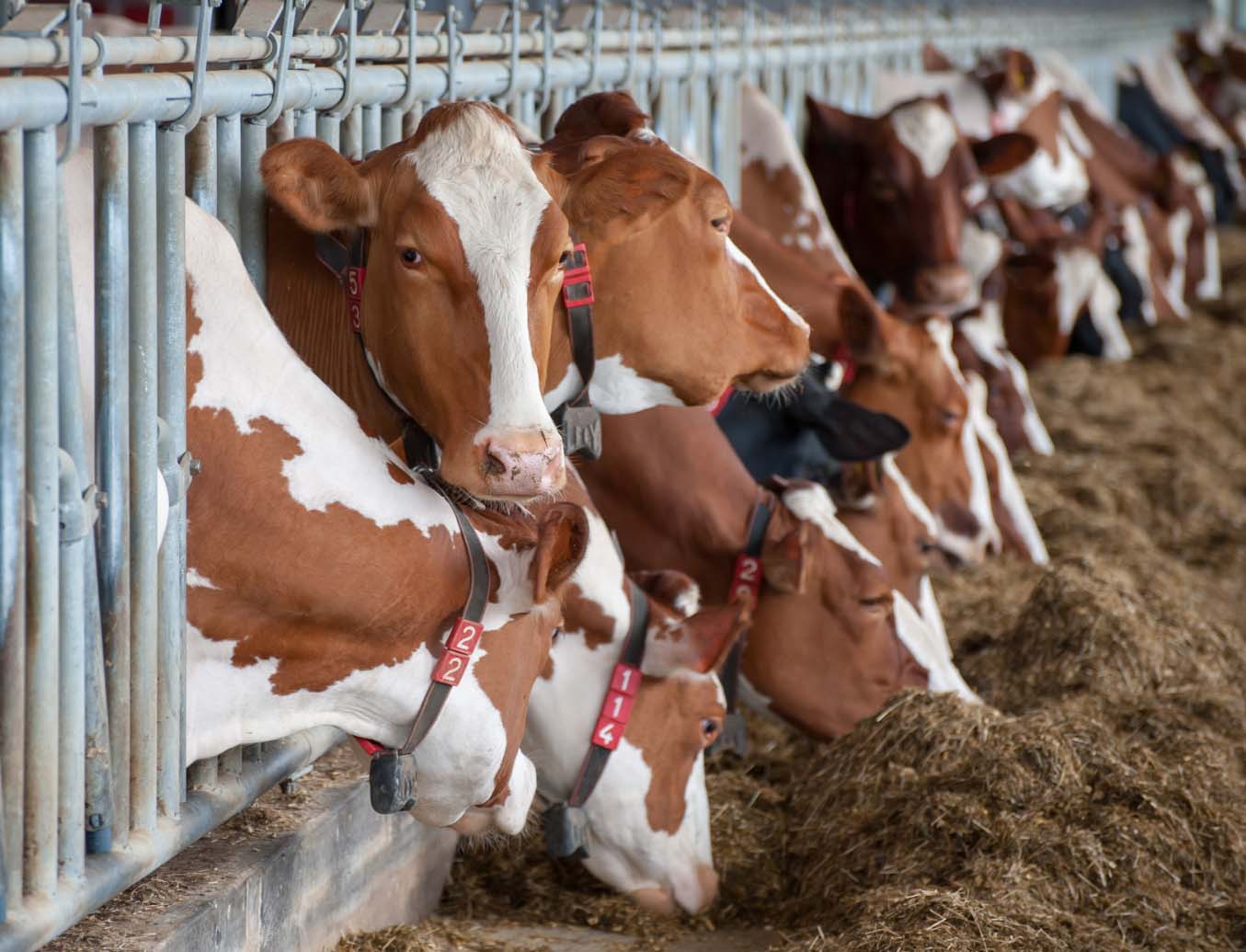 cows in stall