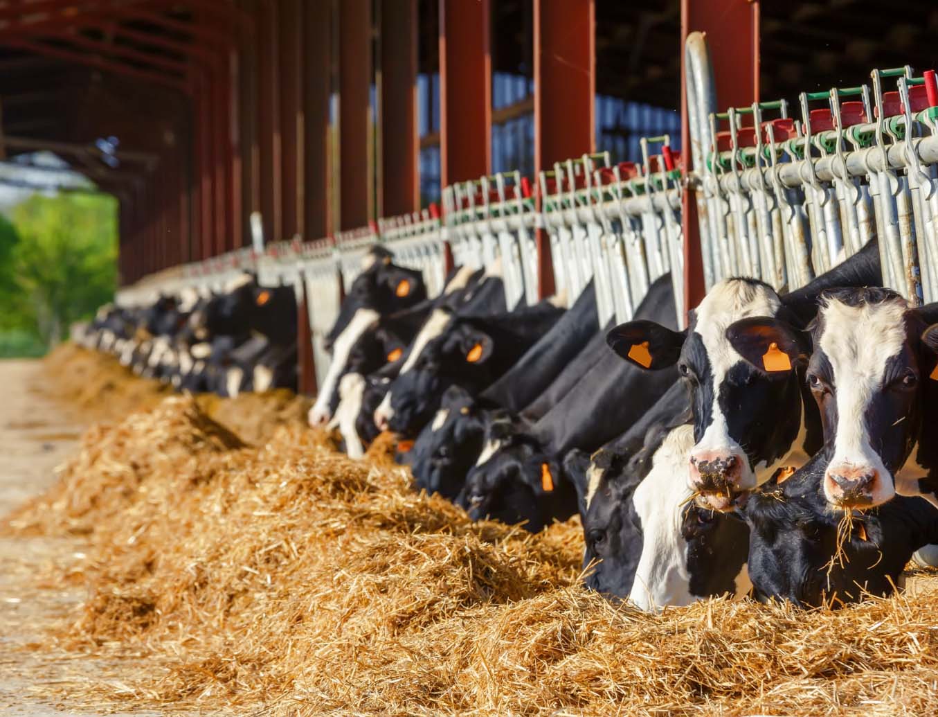 cows in stall
