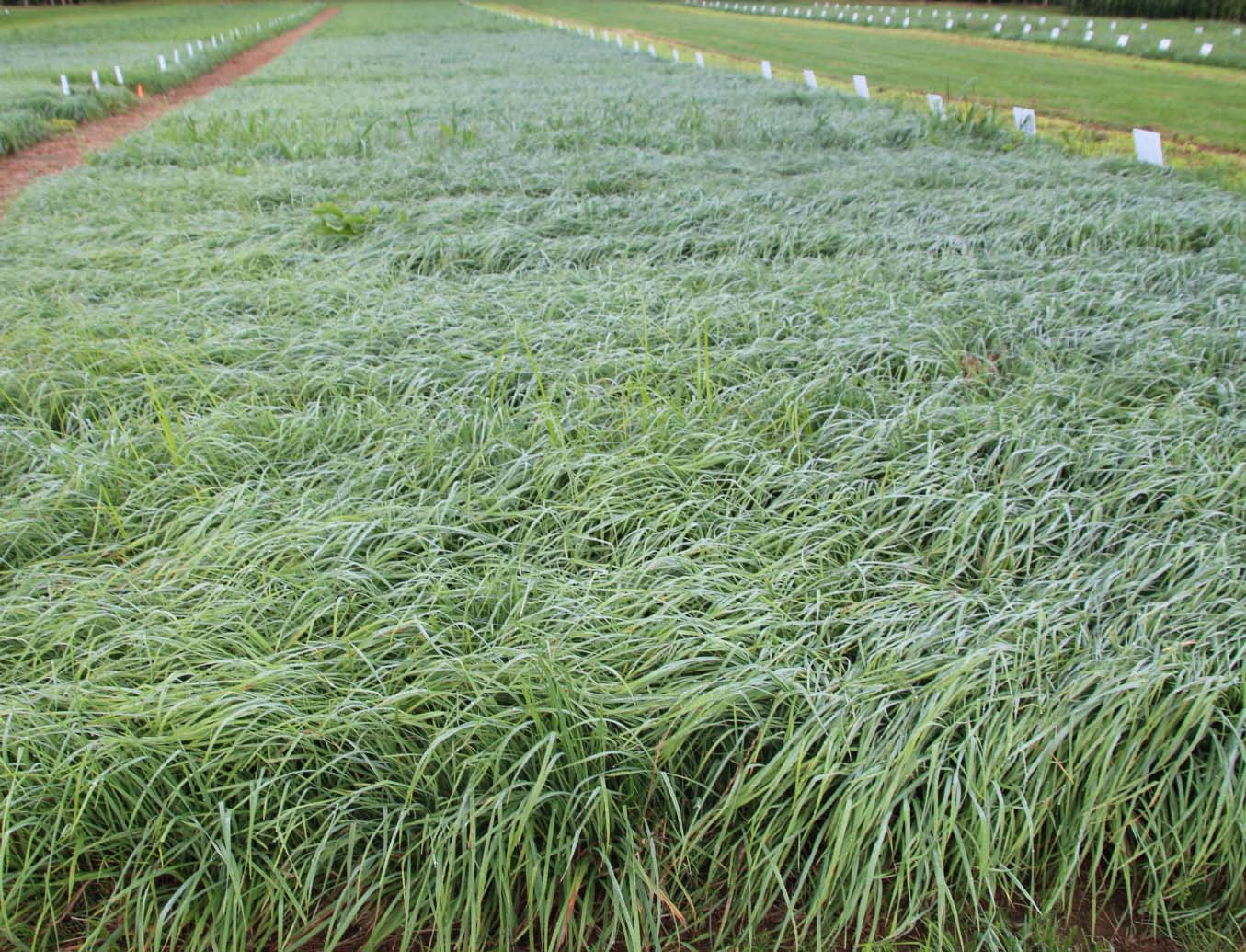grass field