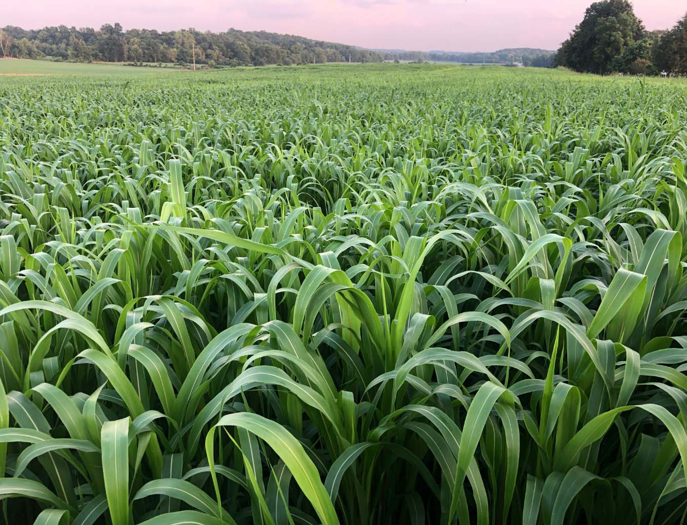 crop