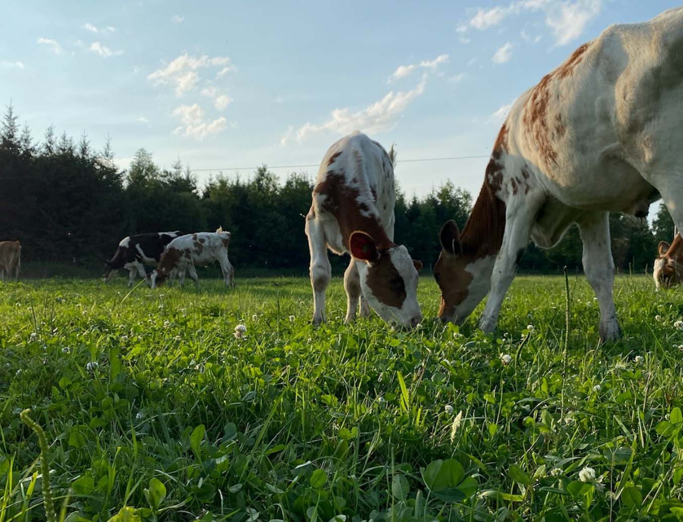cows eating grass