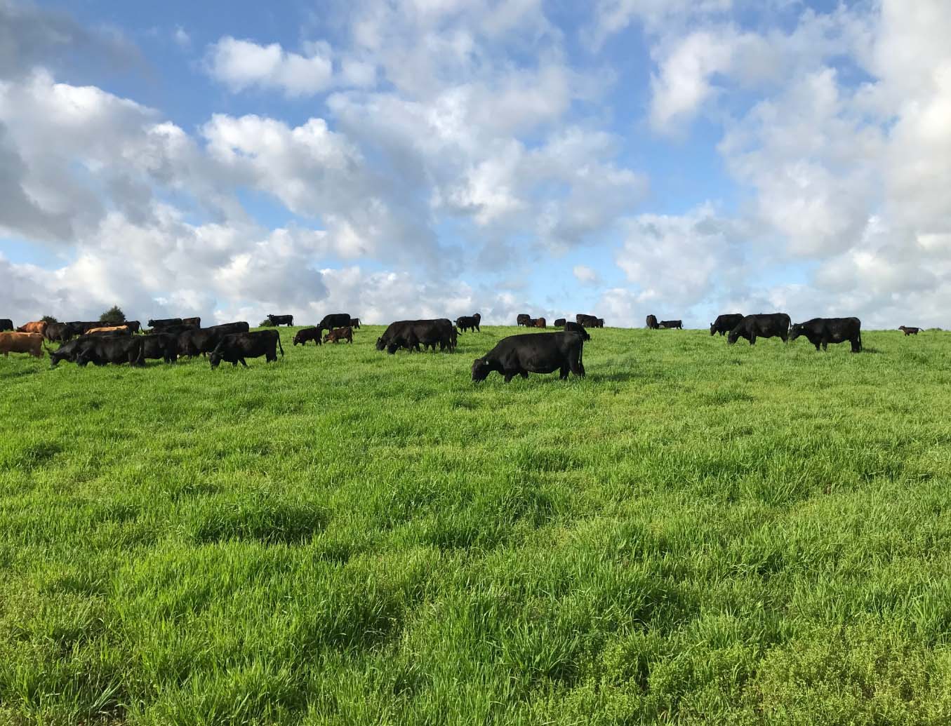 grass field