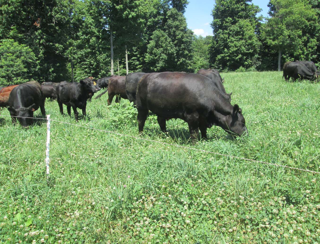 cows eating grass in field