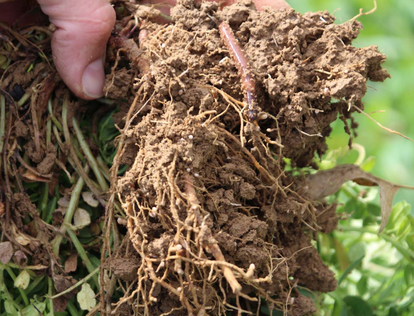 crop roots