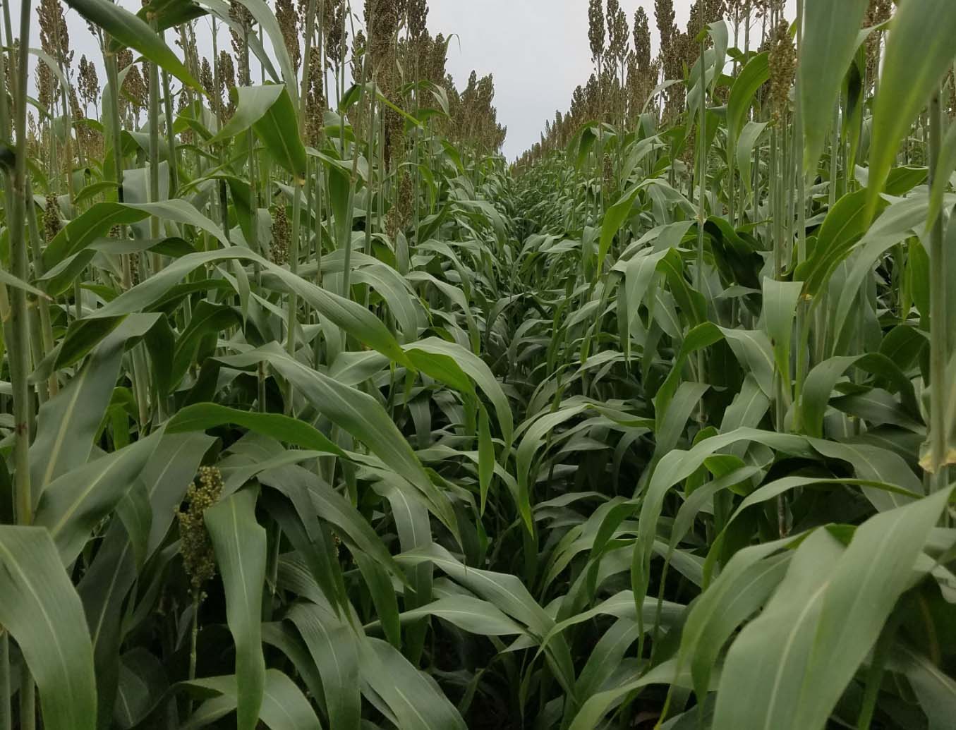corn