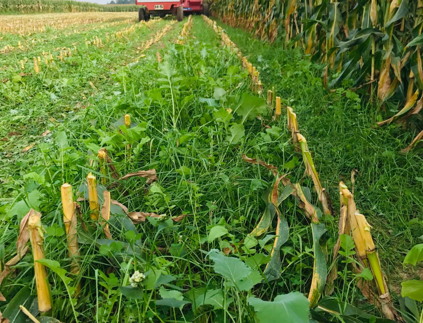 crop
