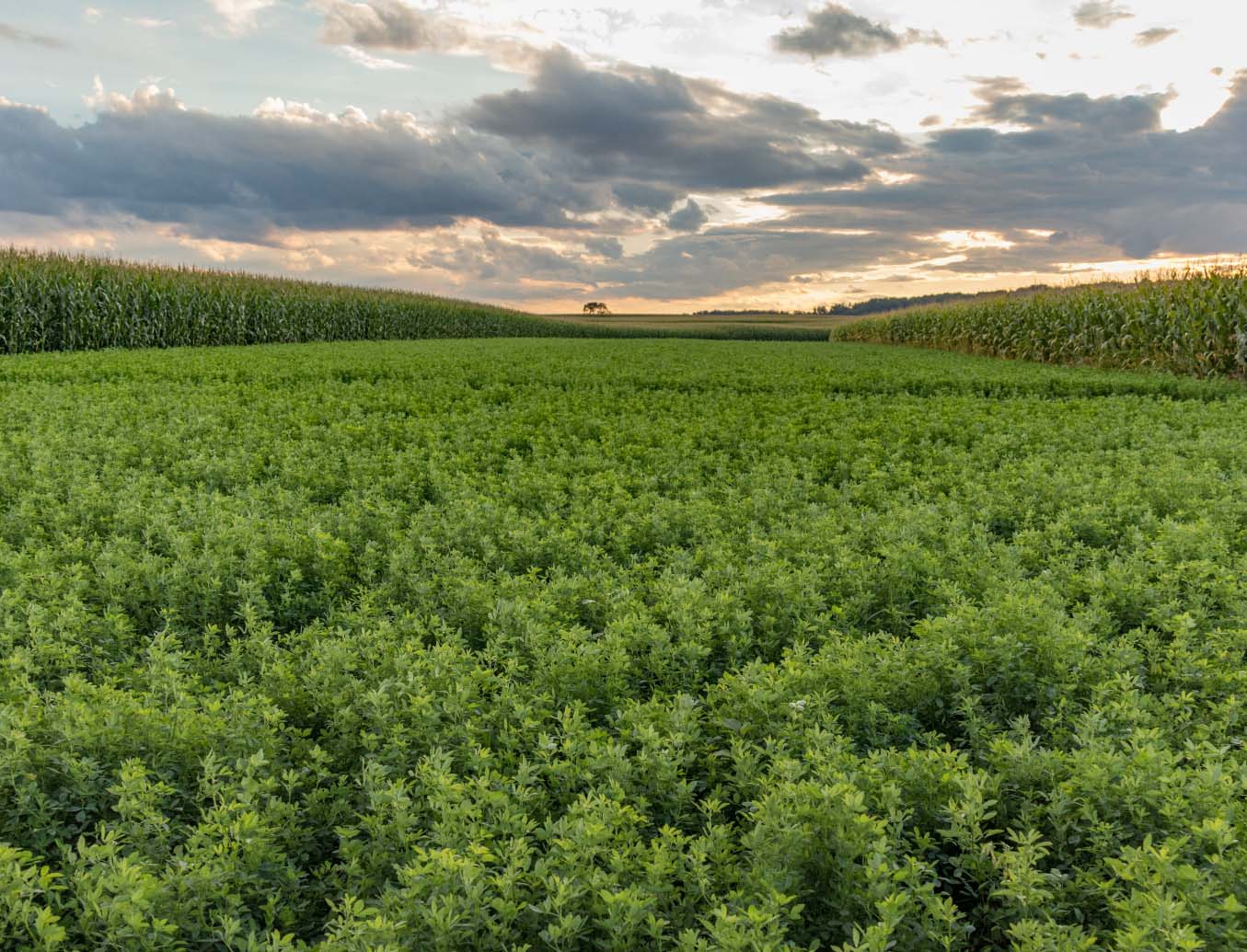 grass field