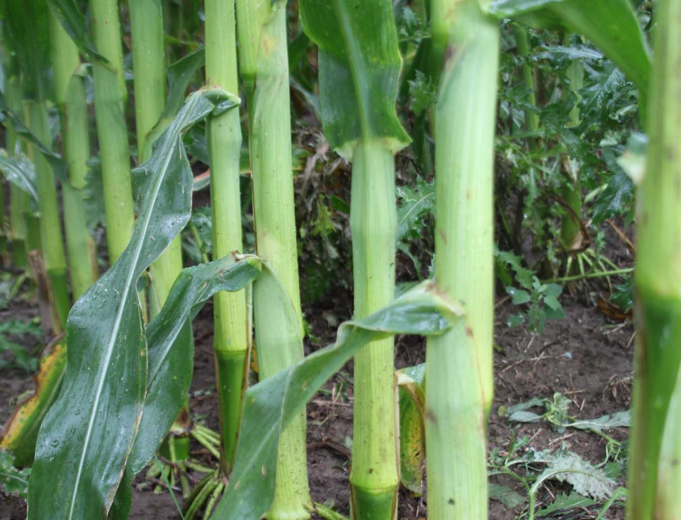 crop