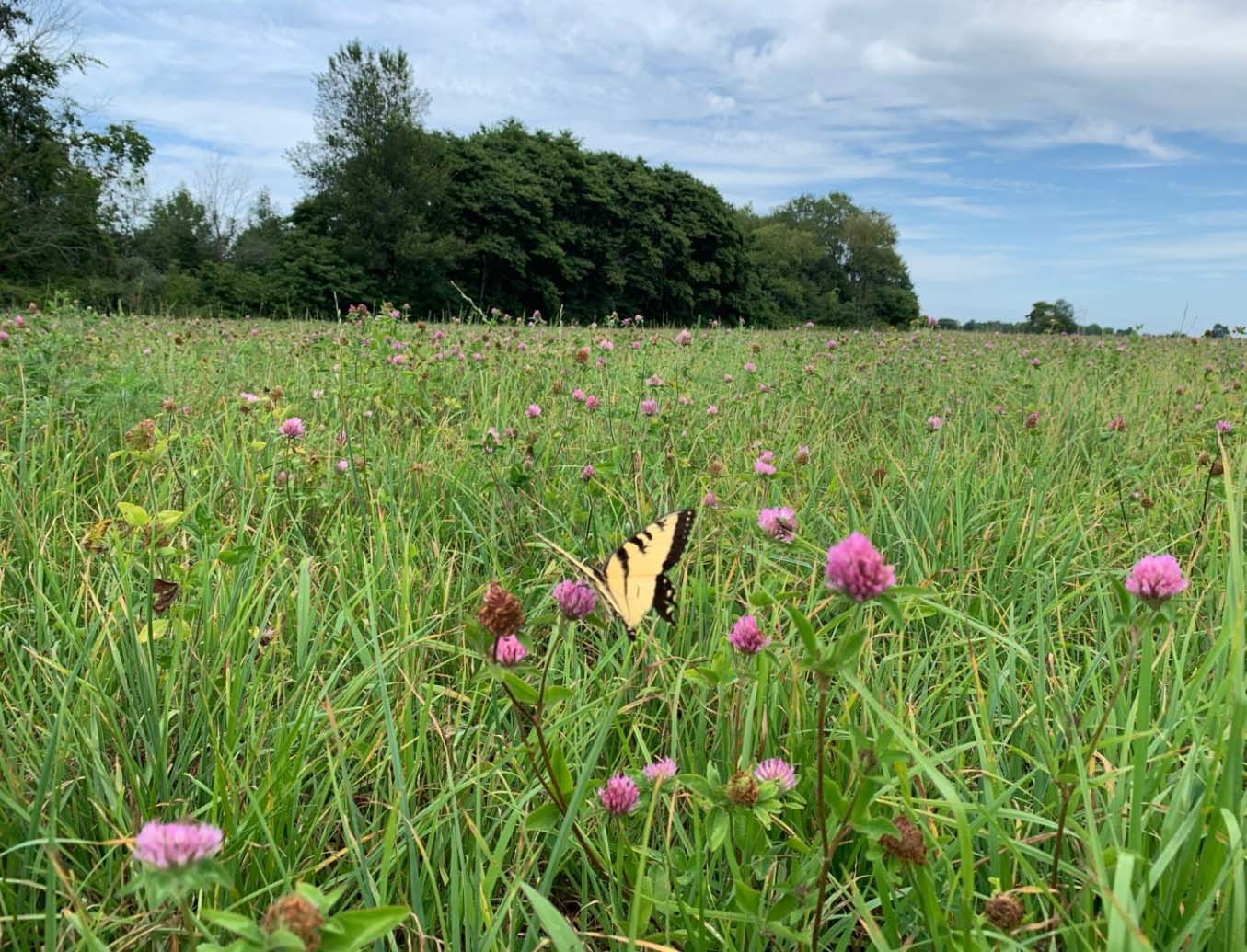 butterfly on flowers