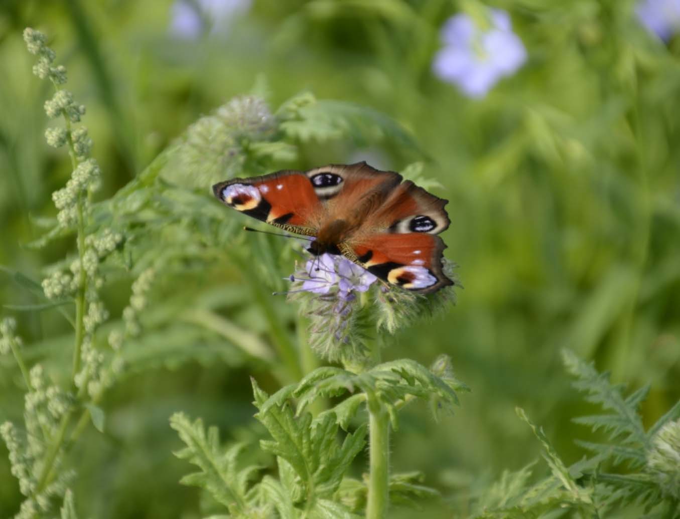 butterfly sitting on plants
