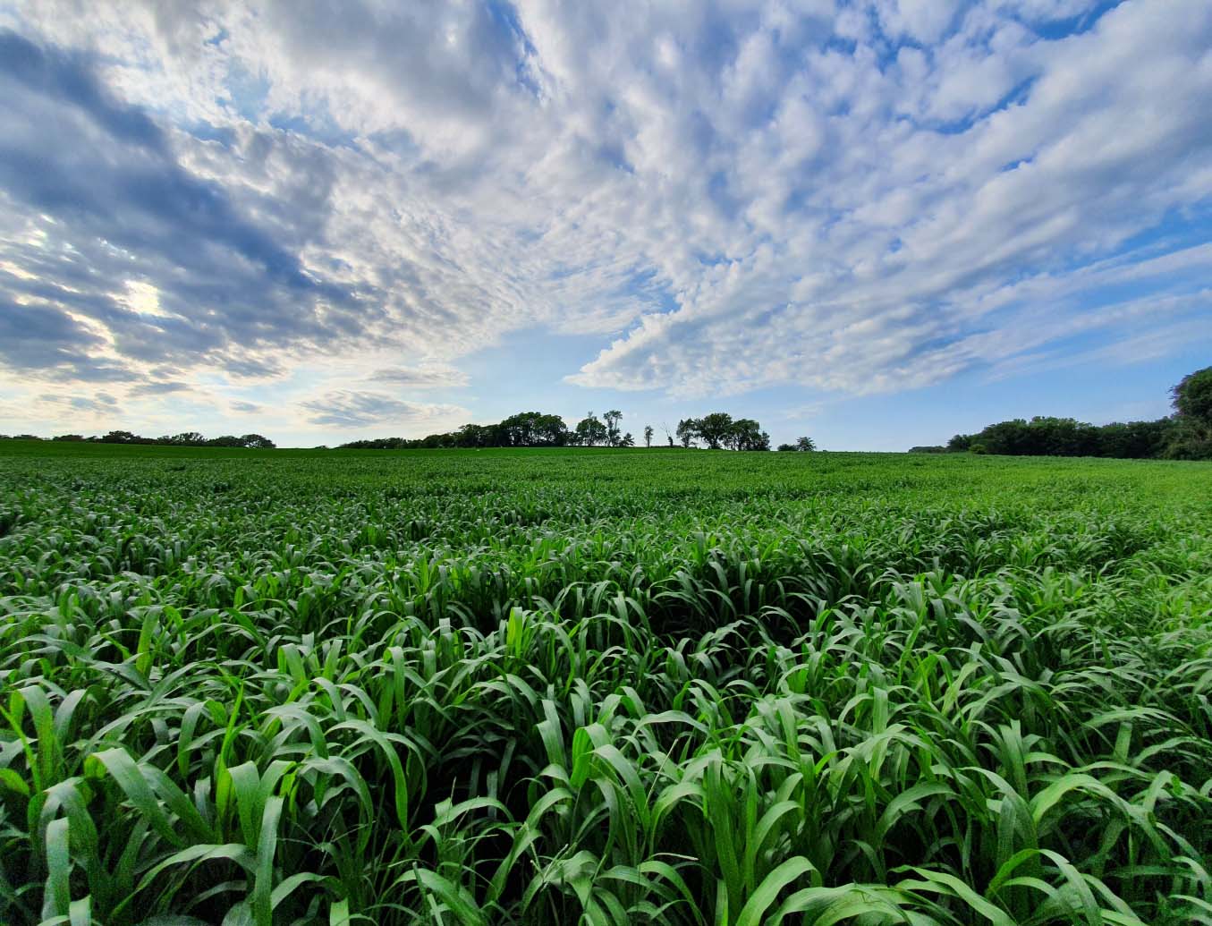 crop