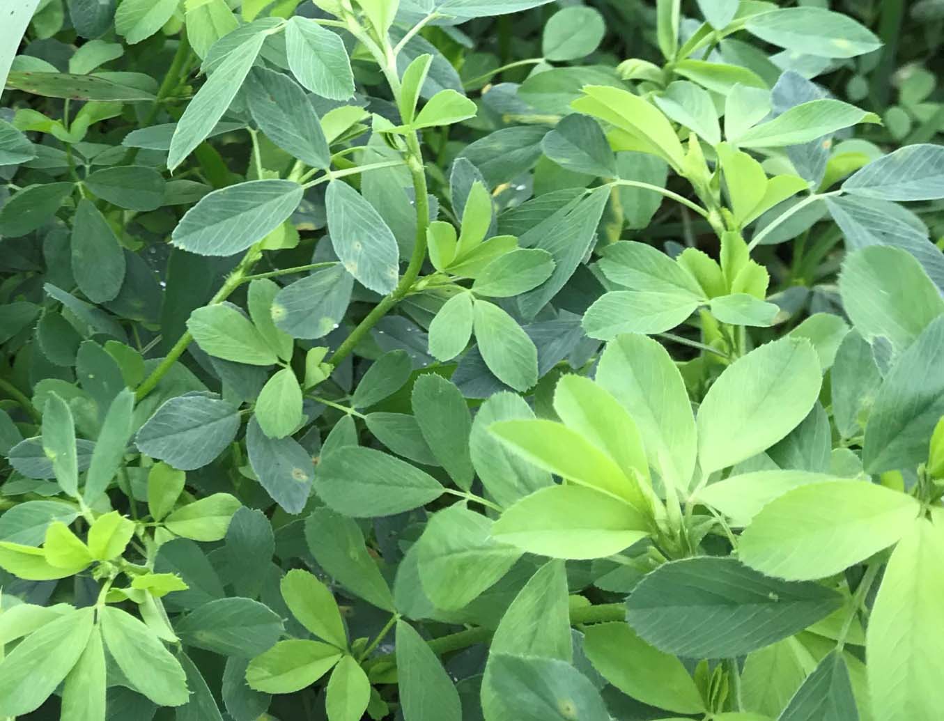 crop
