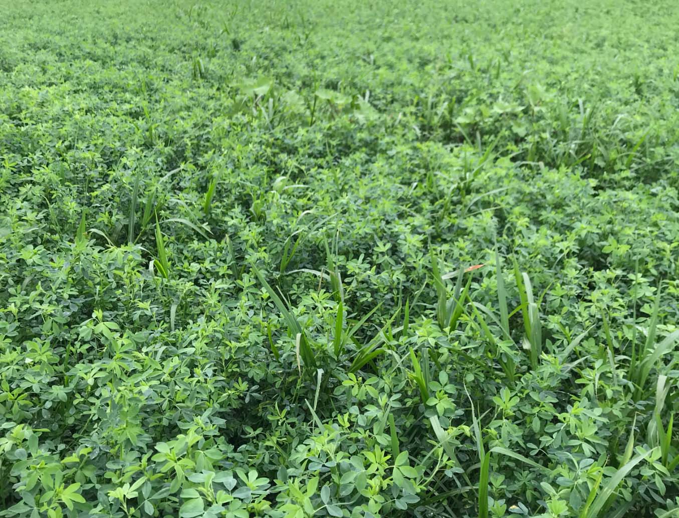 crop