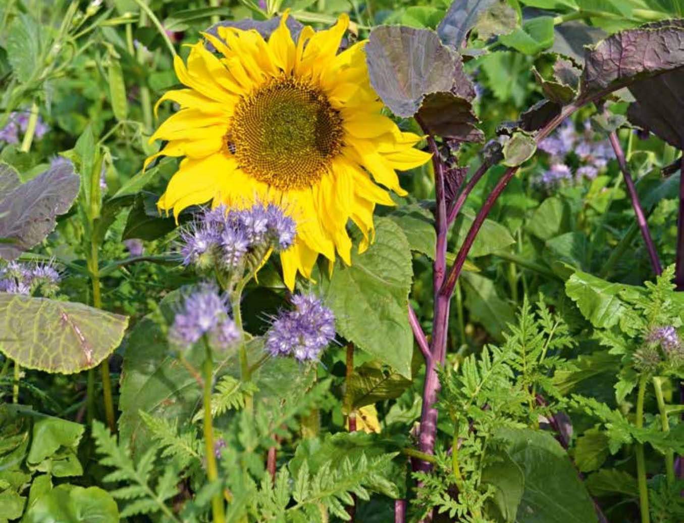 sun flower