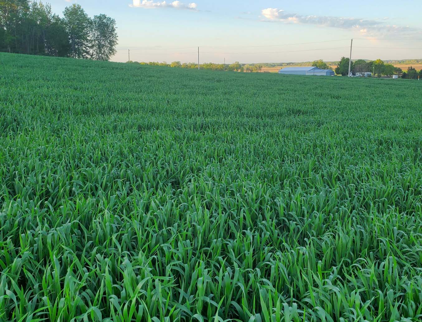 crop