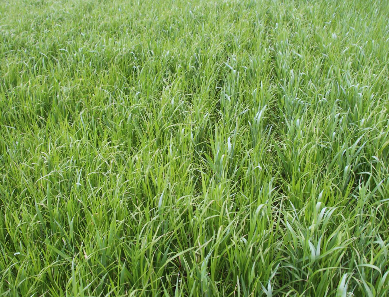 crop