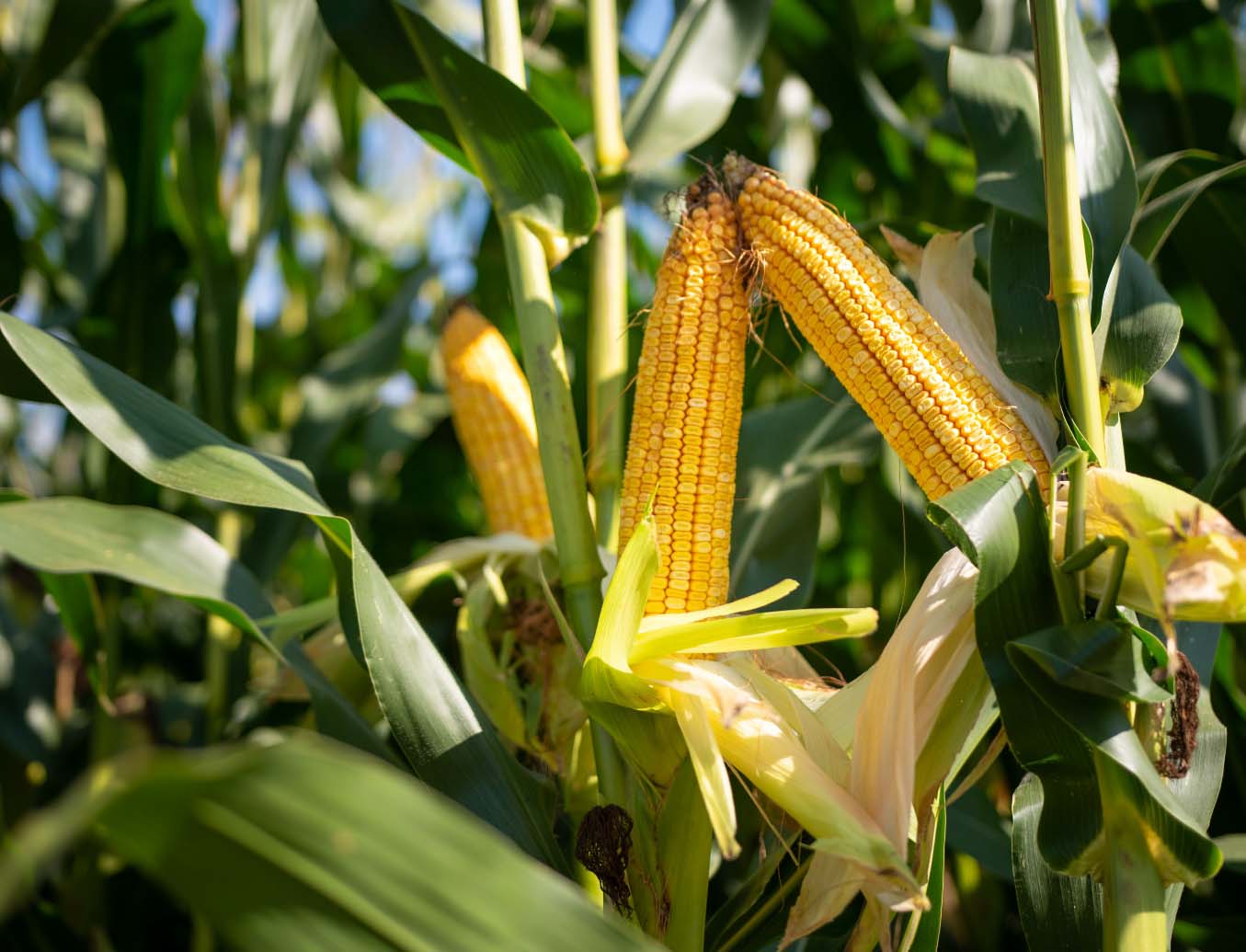 corn