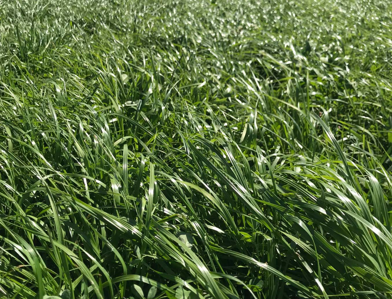grass field