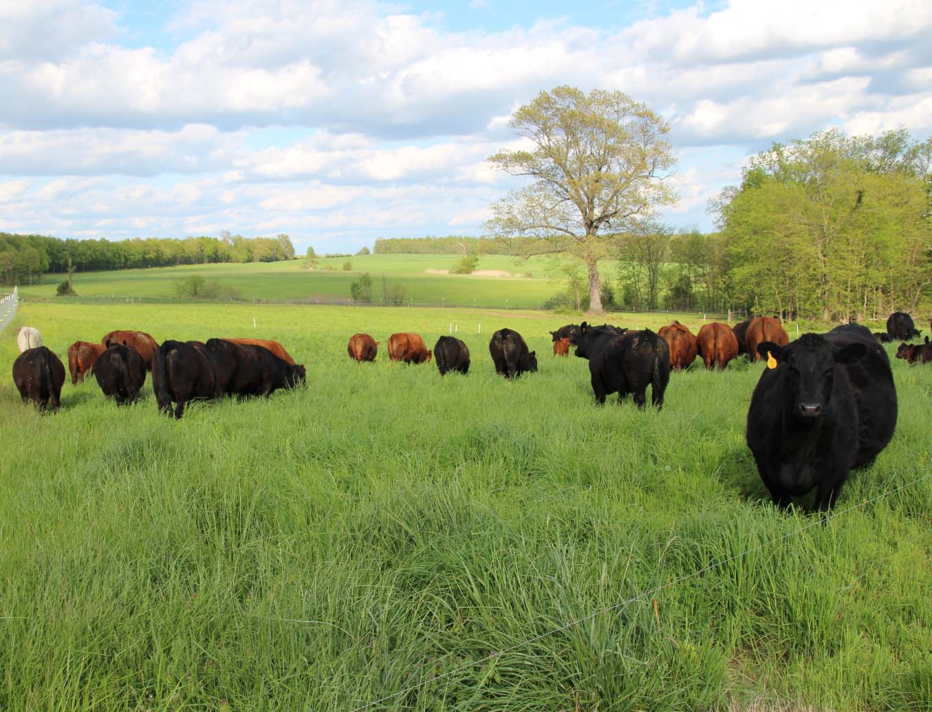 cows in field