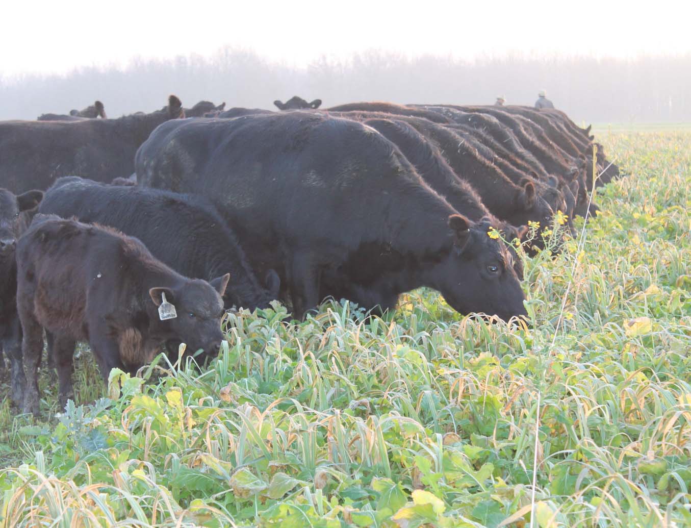 cows in field