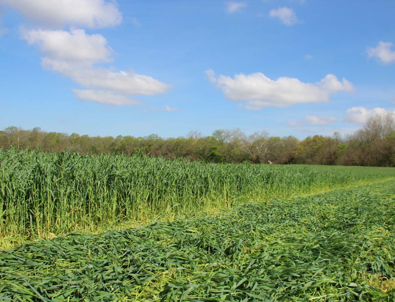 corn field