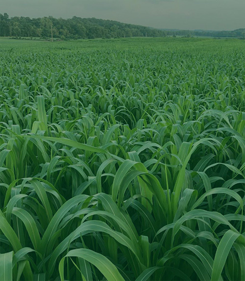 crop