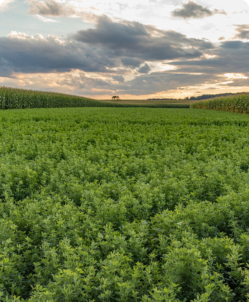 crops