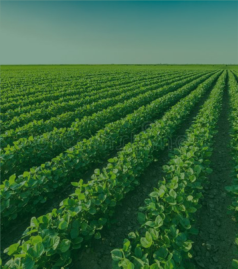 soybean field