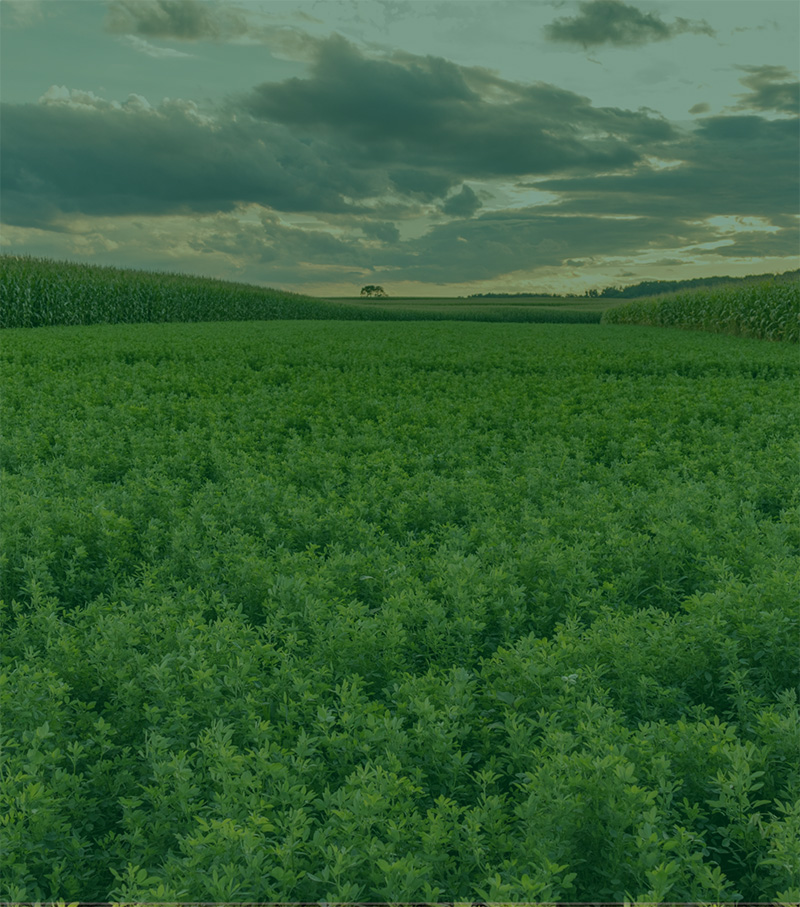alfalfa field