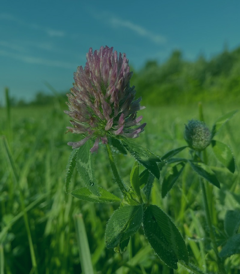 clover