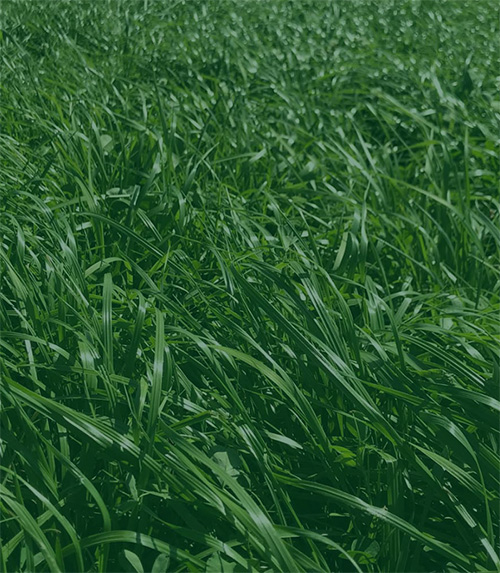 cool season grasses