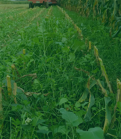 cover crops