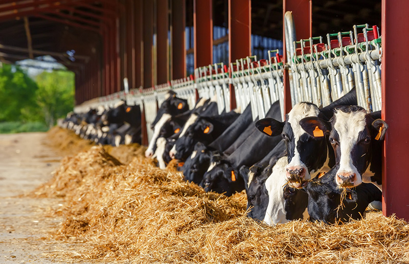 cows