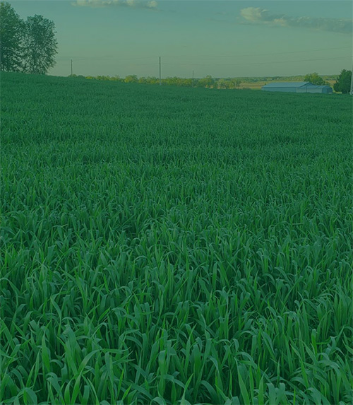 small grain