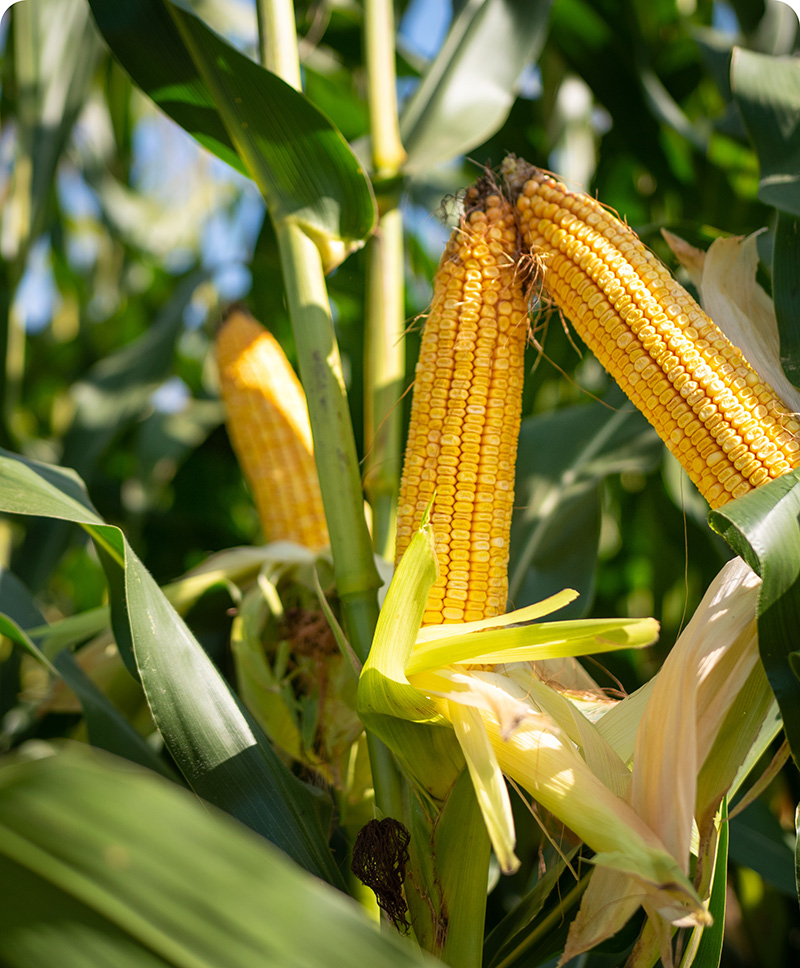 corn